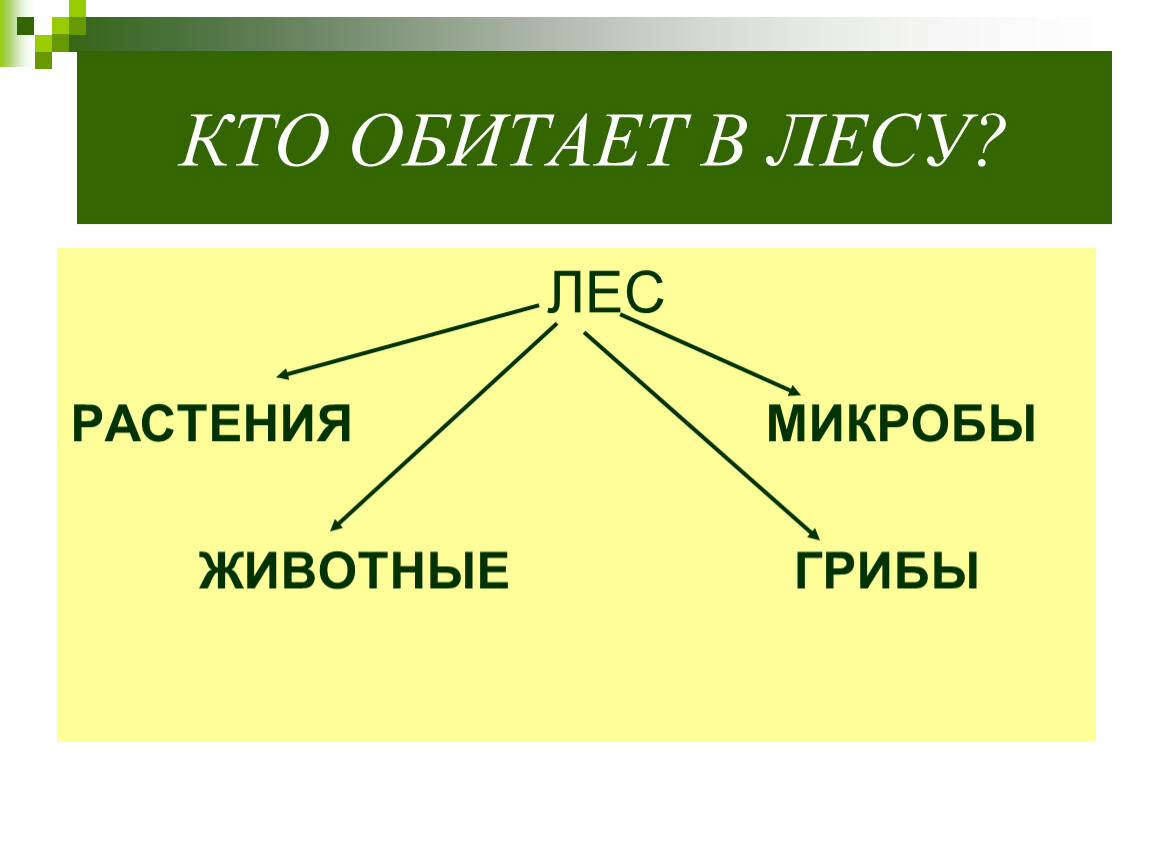 Наземная экосистема - лес