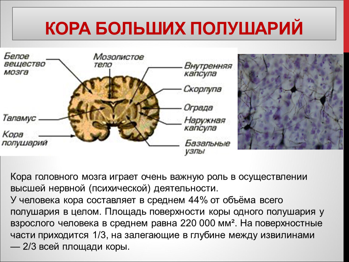 Полушария головного мозга презентация