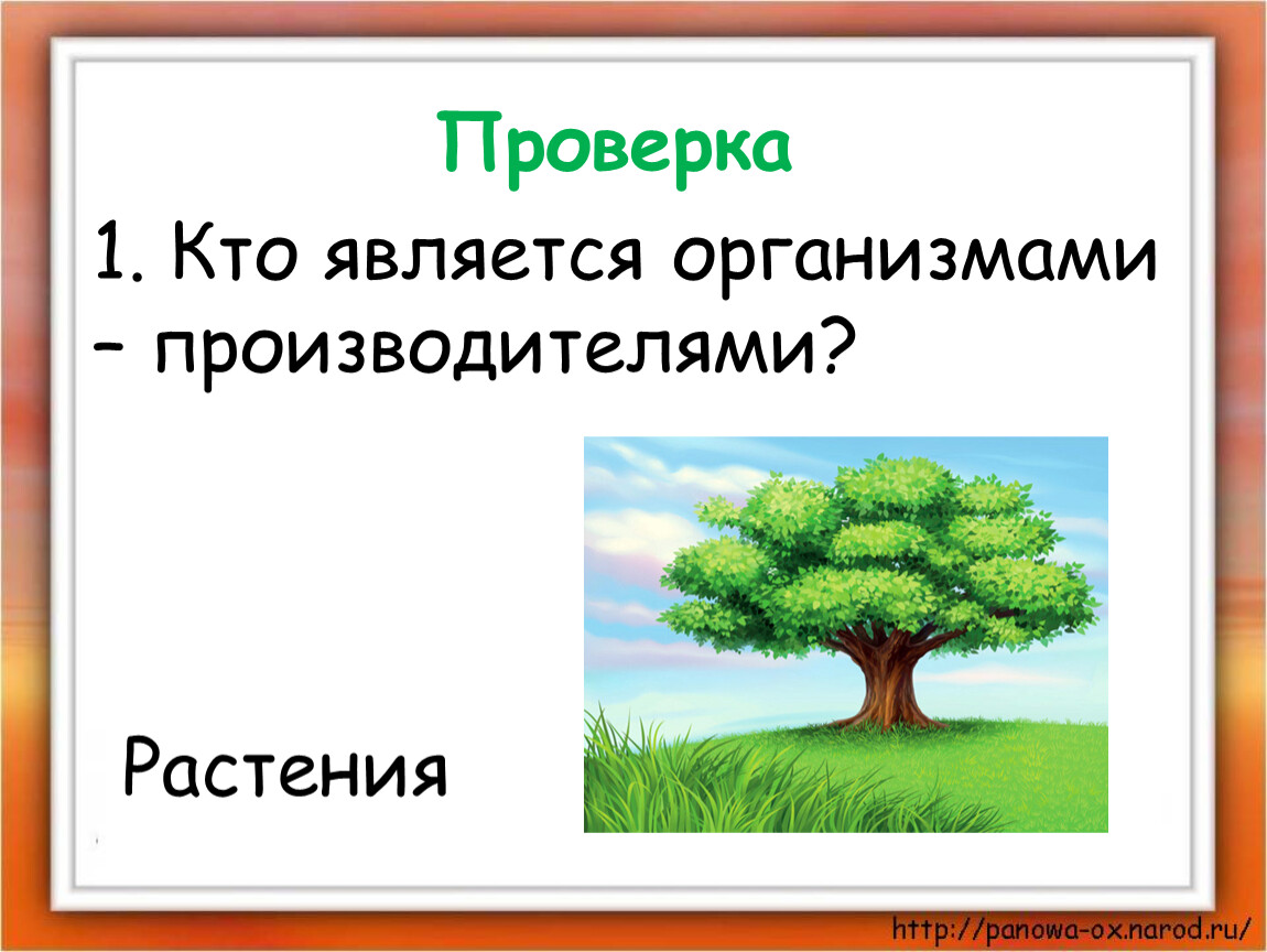 Растения производители. Кто является организмами производителями. Организмы производители растения. Организмы производители 3 класс. Какие организмы являются производителями.