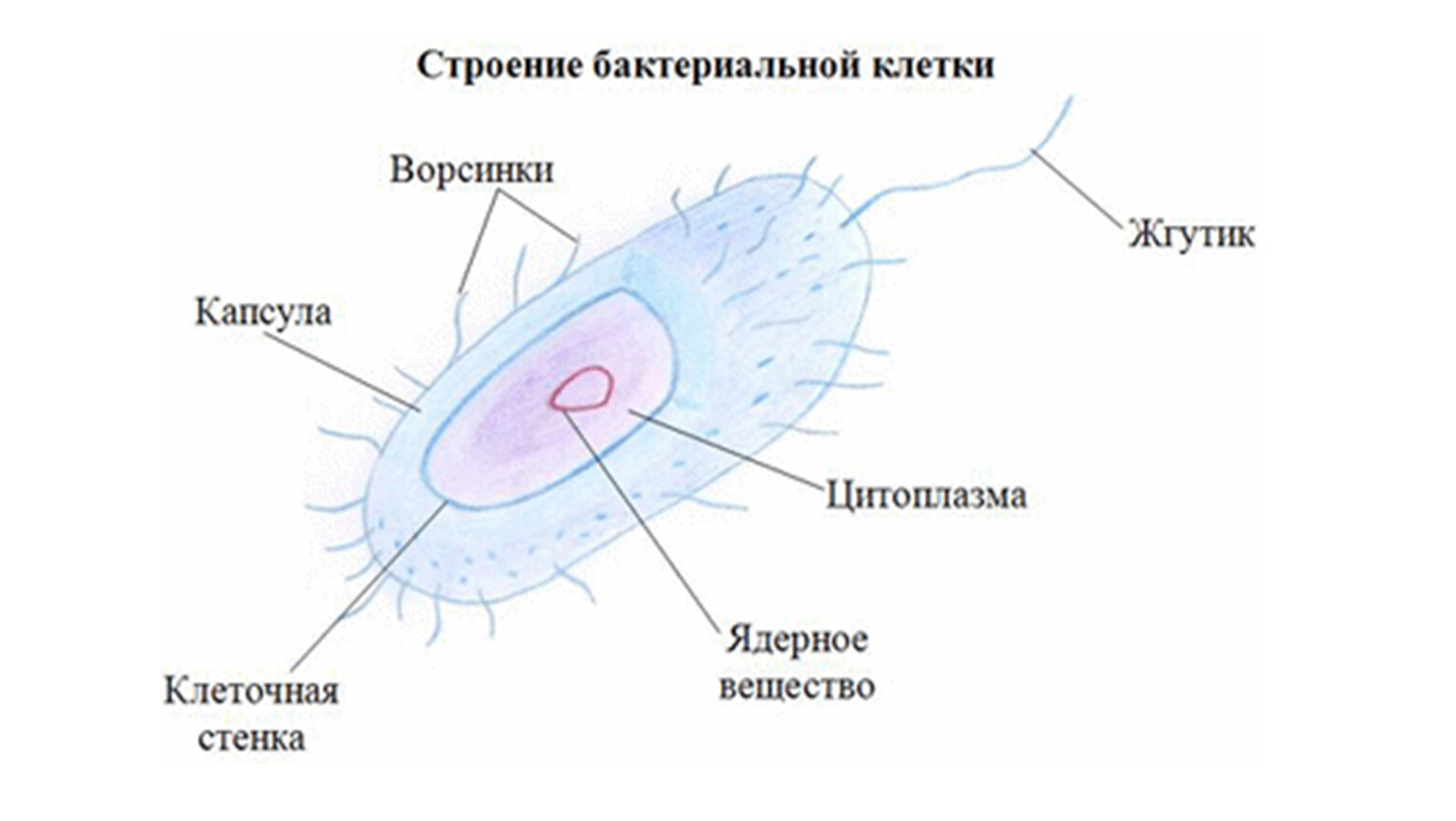 Подпишите на рисунке основные части бактериальной клетки