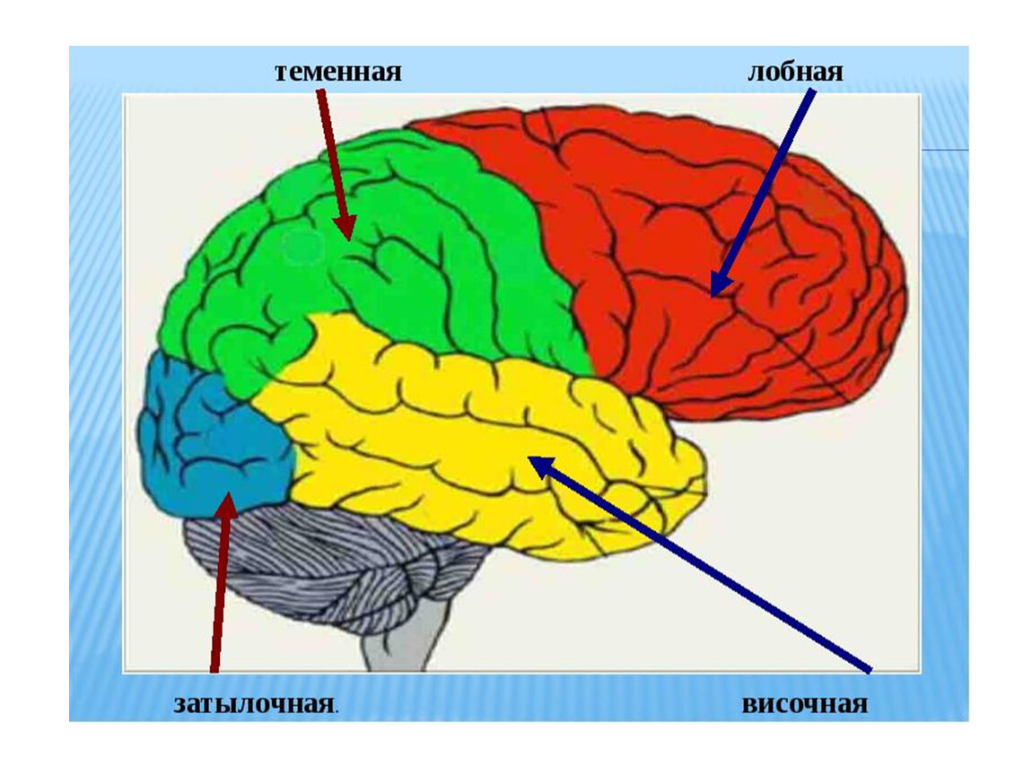 В переднем мозге полушария отсутствуют. Доли больших полушарий головного мозга 8 класс. Доли полушария большого мозга биология 8 класс. Строение больших полушарий головного мозга. 8 Класс.