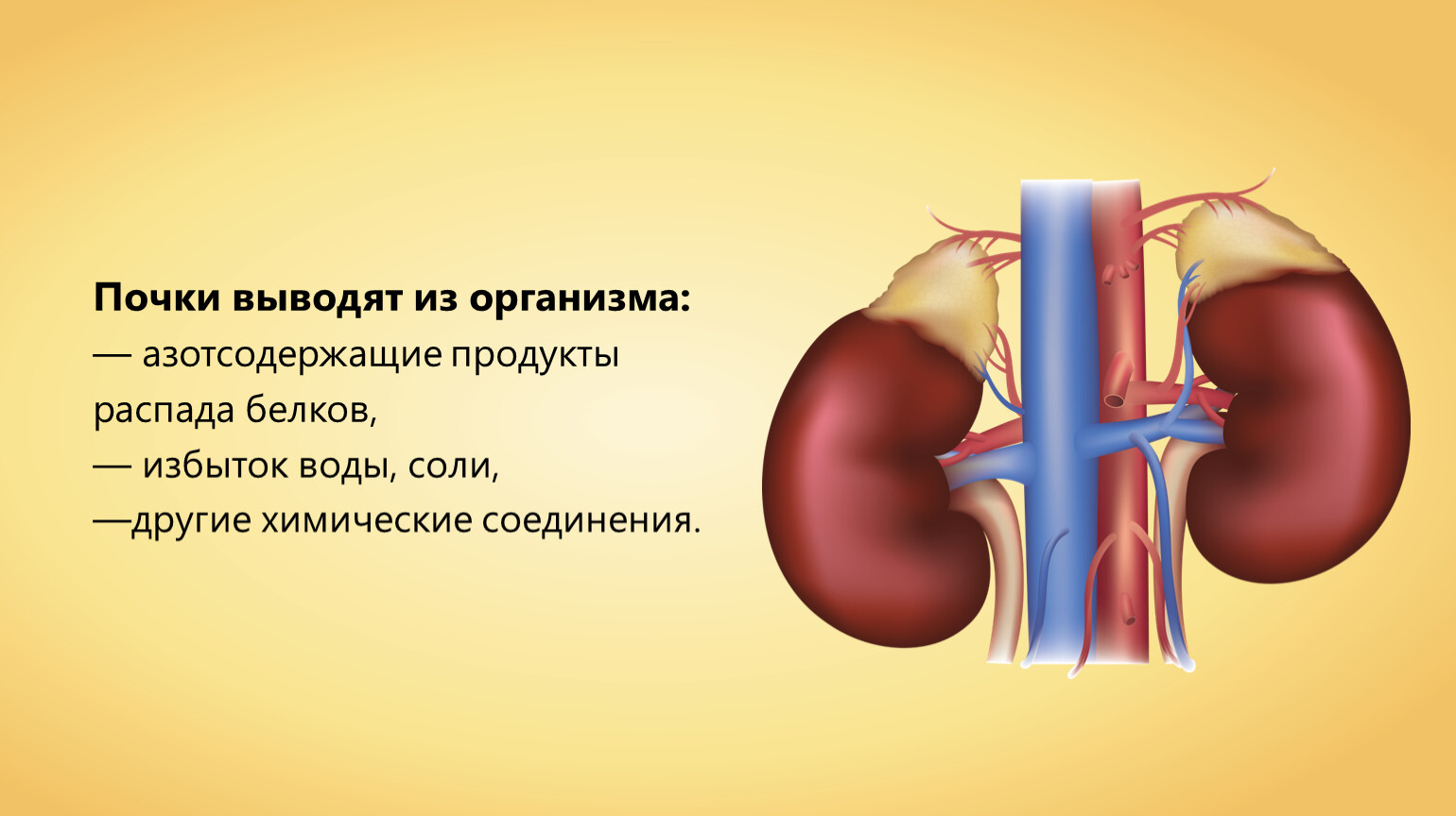 Профилактика заболеваний органов мочевыделительной системы. Заболевания органов мочевыделительной системы.