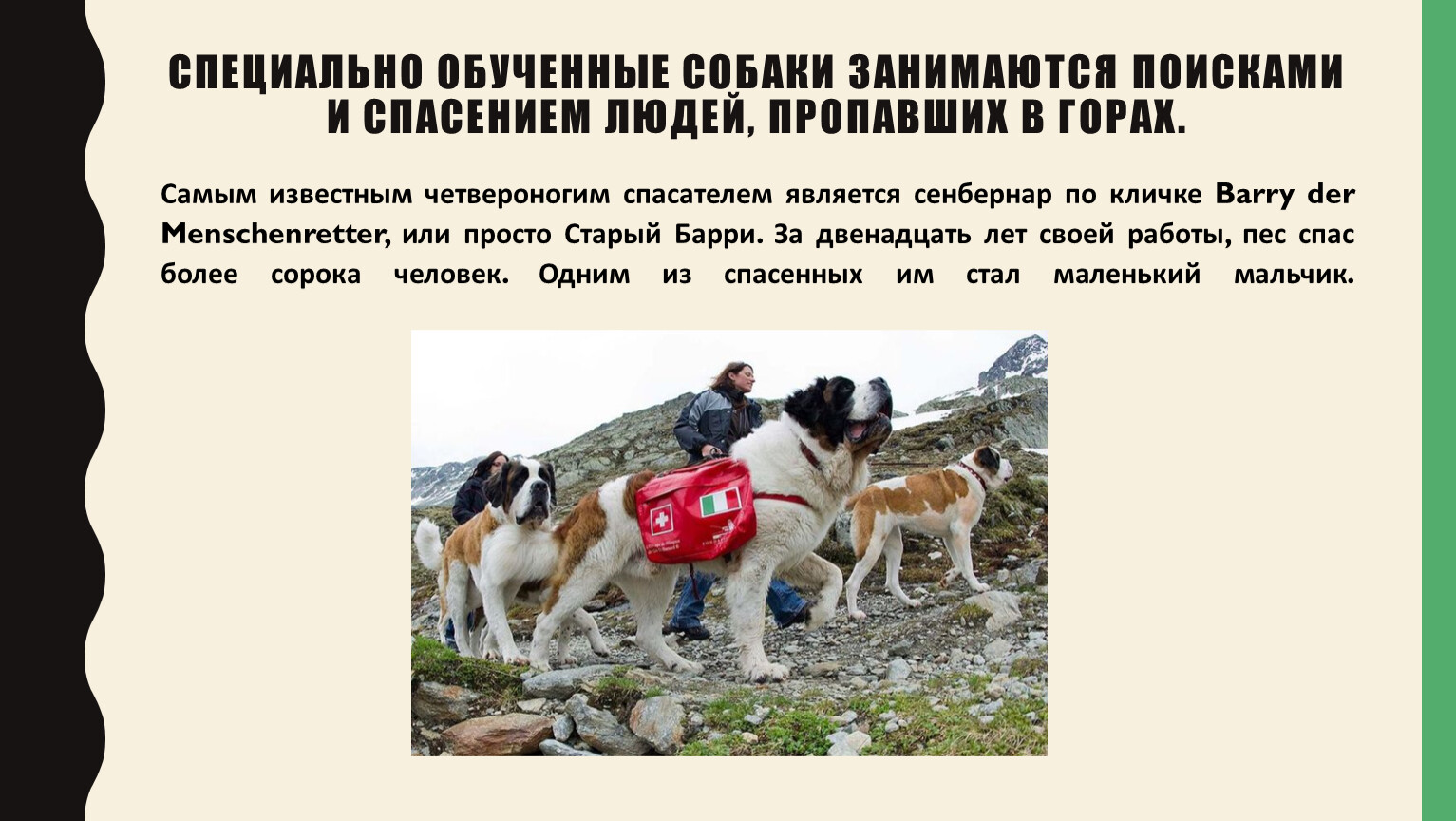 Почему собаки занимаются. Чем занимаются собаки. Собака ищет пропавших в горах. Пес для народ.
