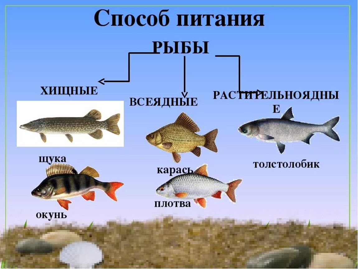 Мир животных рыбы 2 класс. Рыбы Хищные и растительноядные. Рыбы по типу питания. Питание рыб. Питание пресноводных рыб.