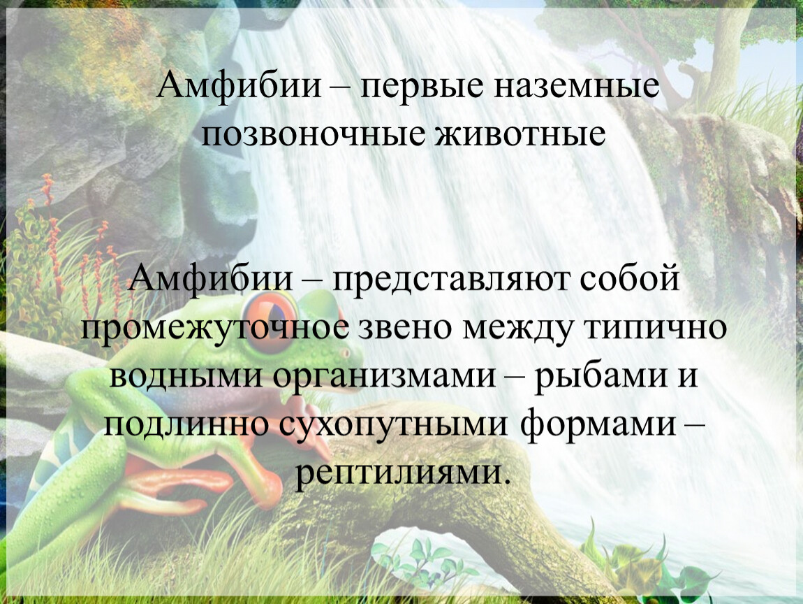 Истинные наземные. Первое истинное на земное позаогочное. Амфибии примитивные наземные позвоночные животные.