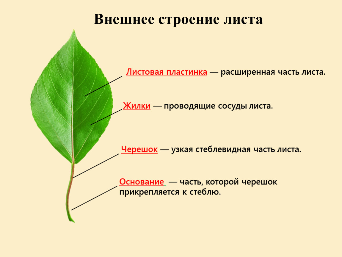 Особенности внешнего и внутреннего строения критерий