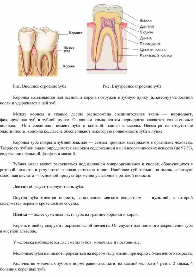 Зубы человека выполняют функцию. Строение зуба человека анатомия кратко. Строение зуба рис 65. Строение зуба коронка шейка корень.