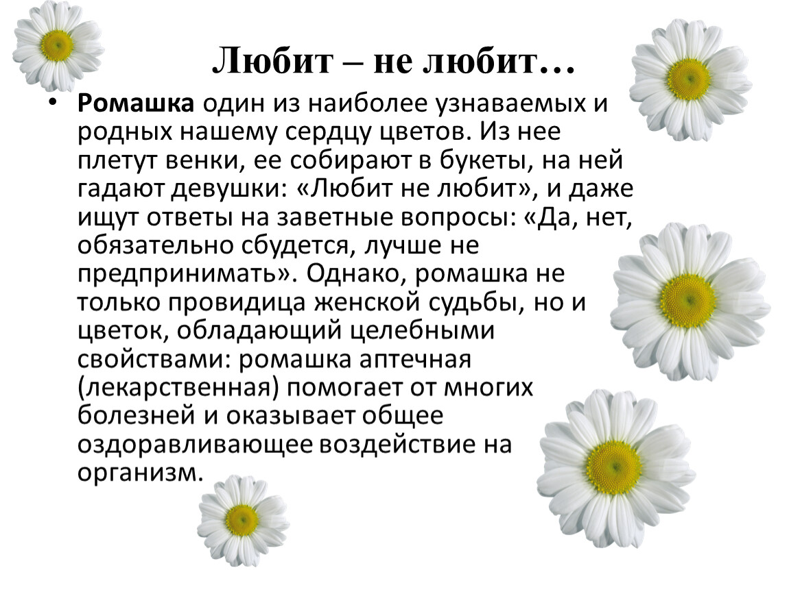 Песня ты скажи ромашка любит ли наташка. Цветок Ромашка символ чего. Ромашка любит не любит. Ромашка символ семьи.