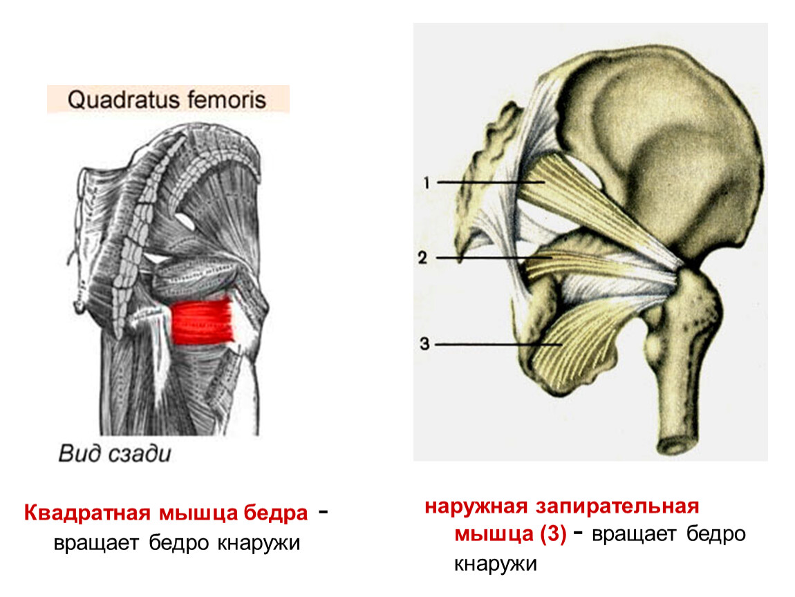 Квадратная мышца бедра. Quadratus femoris мышца. Внутренняя запирательная мышца начало и прикрепление. Внутренняя запирательная мышца анатомия. Наружная запирательная мышца бедра.