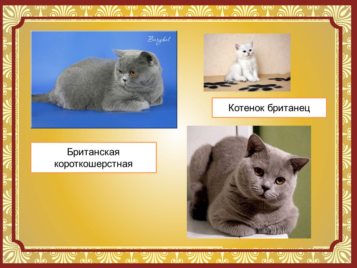 Породы кошек 1 класс. Британская короткошёрстная кошка. Британская кошка презентация. Проект про британскую кошку. Определи породу этой кошки.