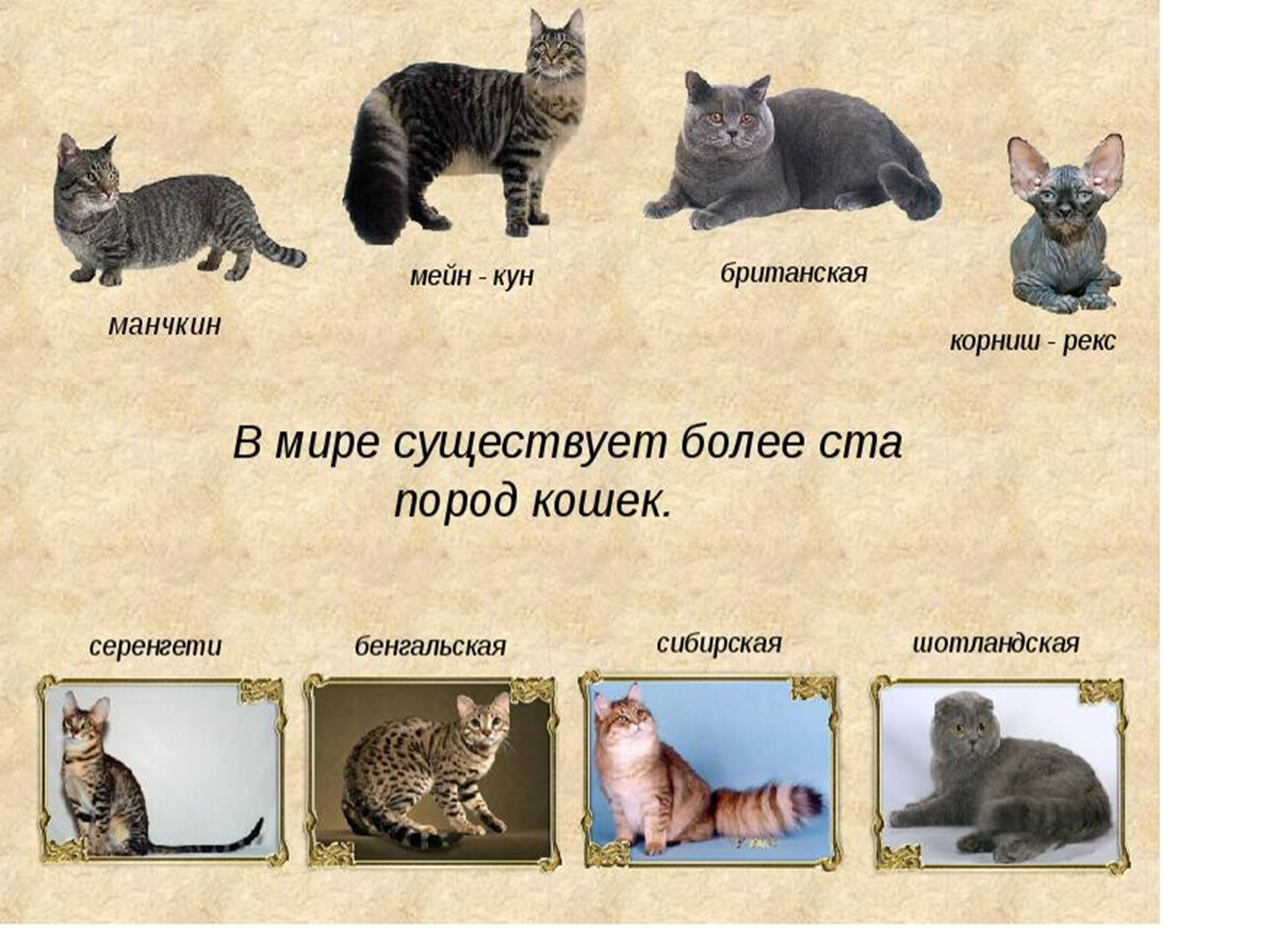 Названия пород домашних кошек