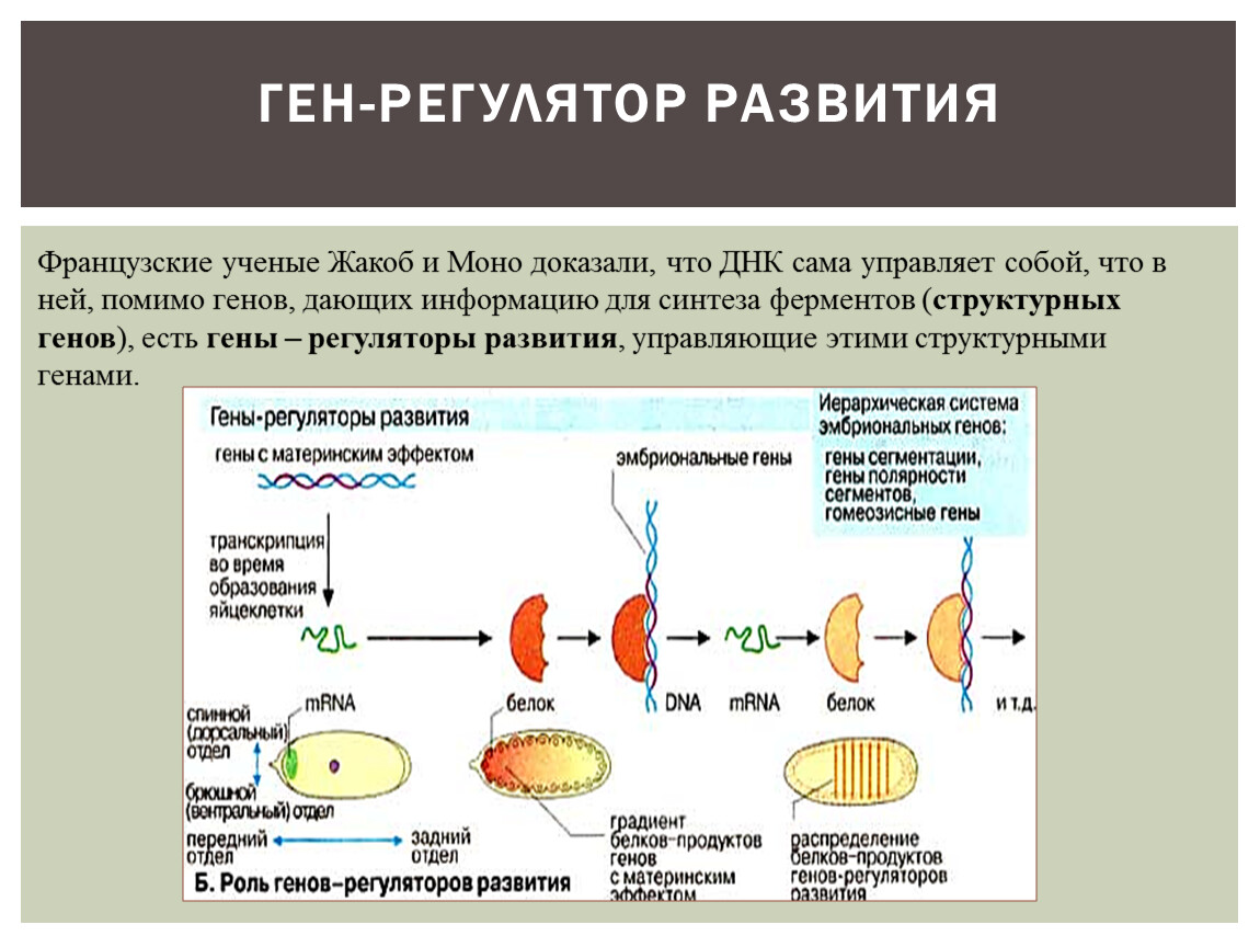 Развития 11. Гены регуляторы развития. Ген регулятор функция. Ген регулятор развития это. Функция Гена регулятора.