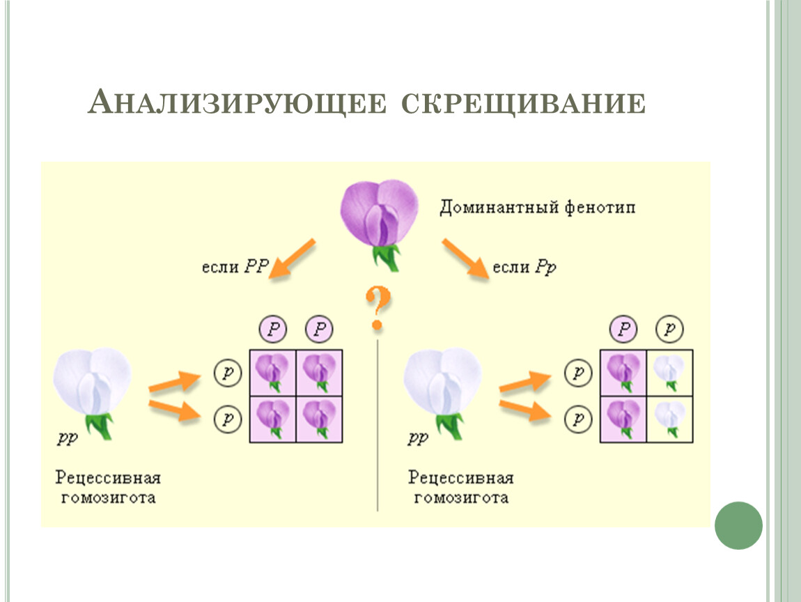 Анализирующим скрещиванием устанавливают генотип