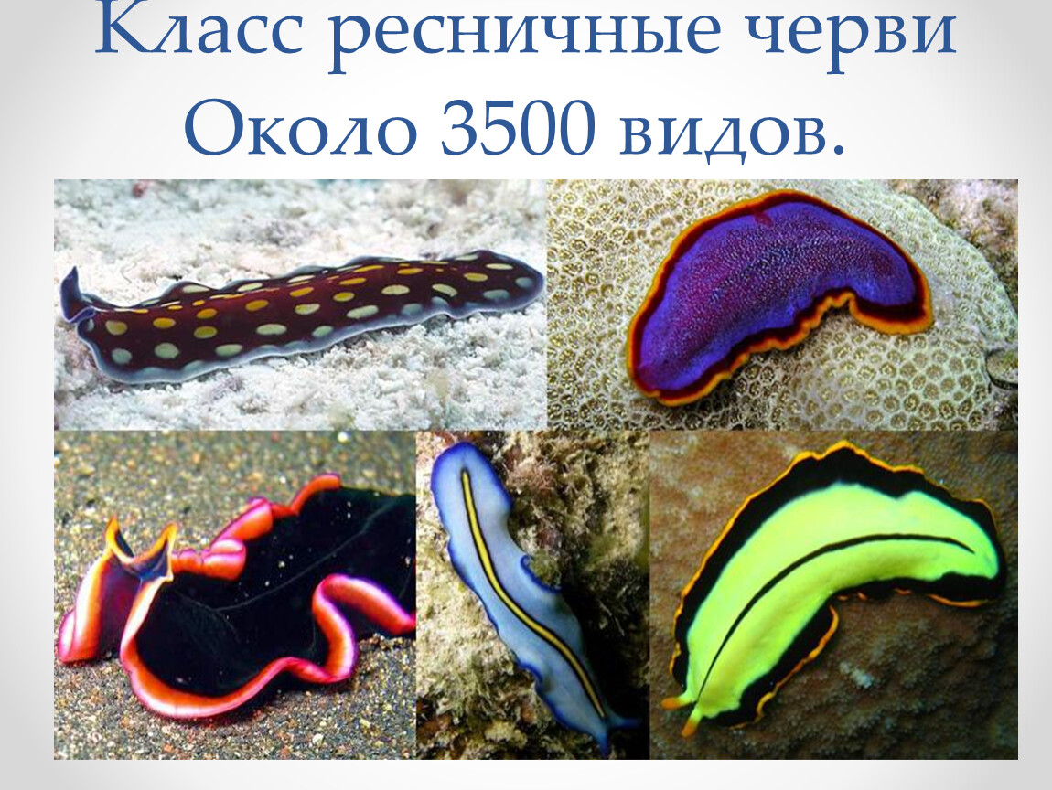 К группе плоских червей относится. Морские Ресничные плоские черви. Морские черви турбеллярии. Свободноживущие плоские черви. Турбеллярии или Ресничные черви.