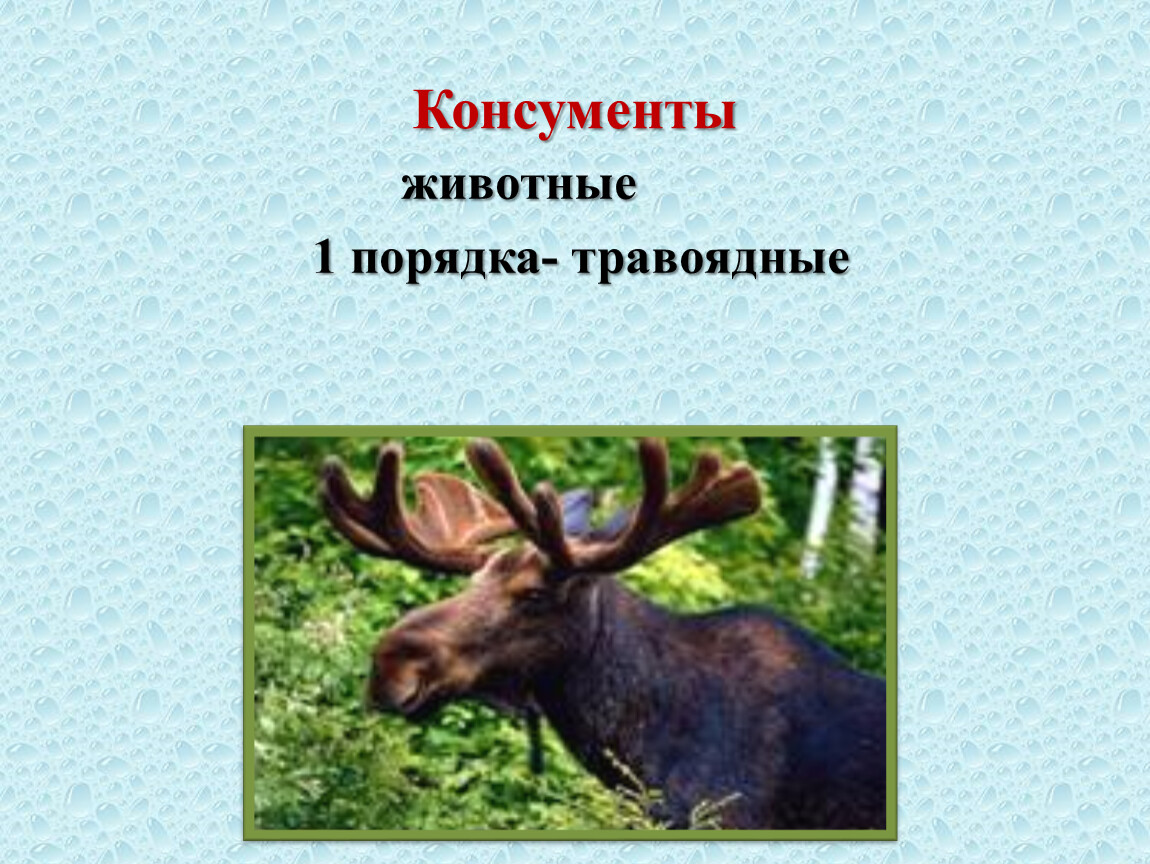 Какой консумент олень. Животные консументы. Травоядные животные консументы 1. Травоядные животные тайги. Растительноядные консументы 1 порядка.