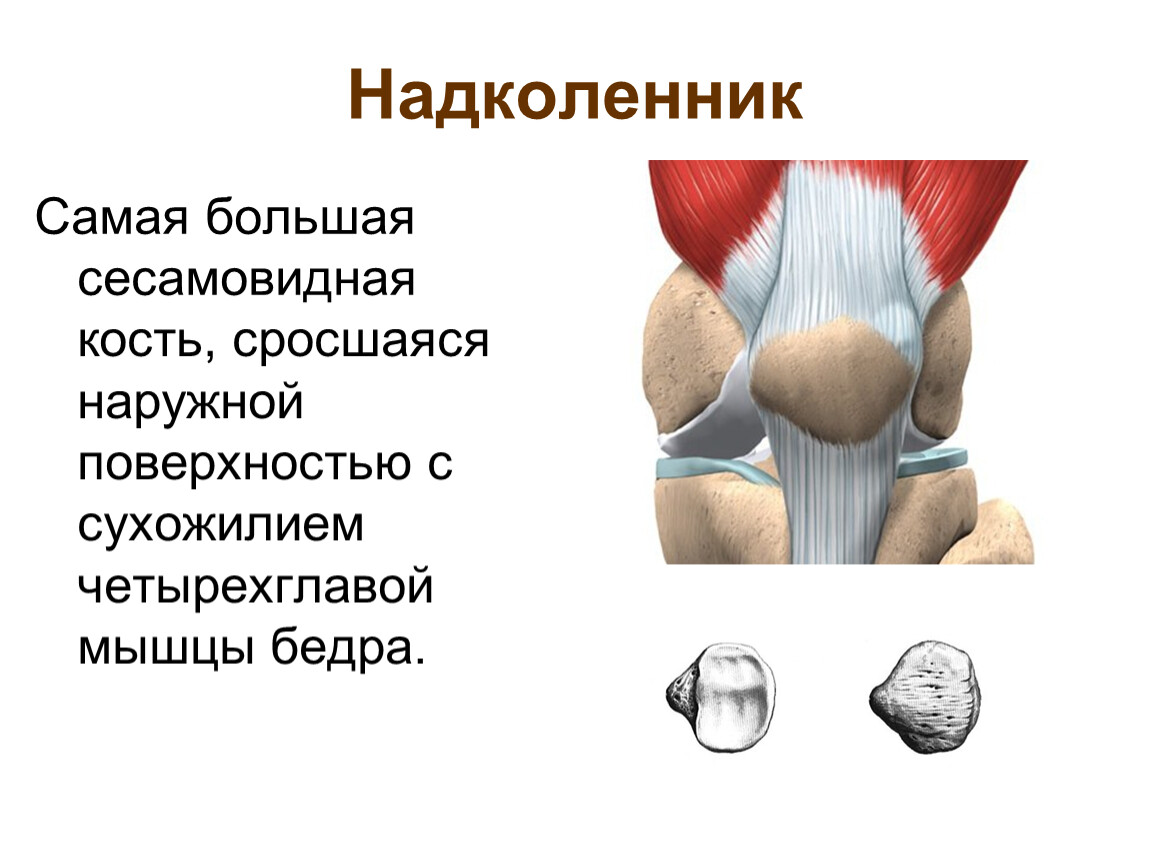 Надколенник анатомия. Коленная чашечка сесамовидная кость. Сесамовидные кости надколенника. Надколенник вид спереди. Повреждение коленного сустава презентация.