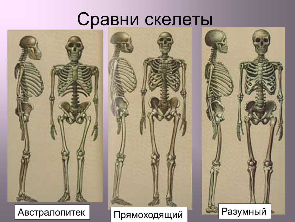 Скелет современного человека