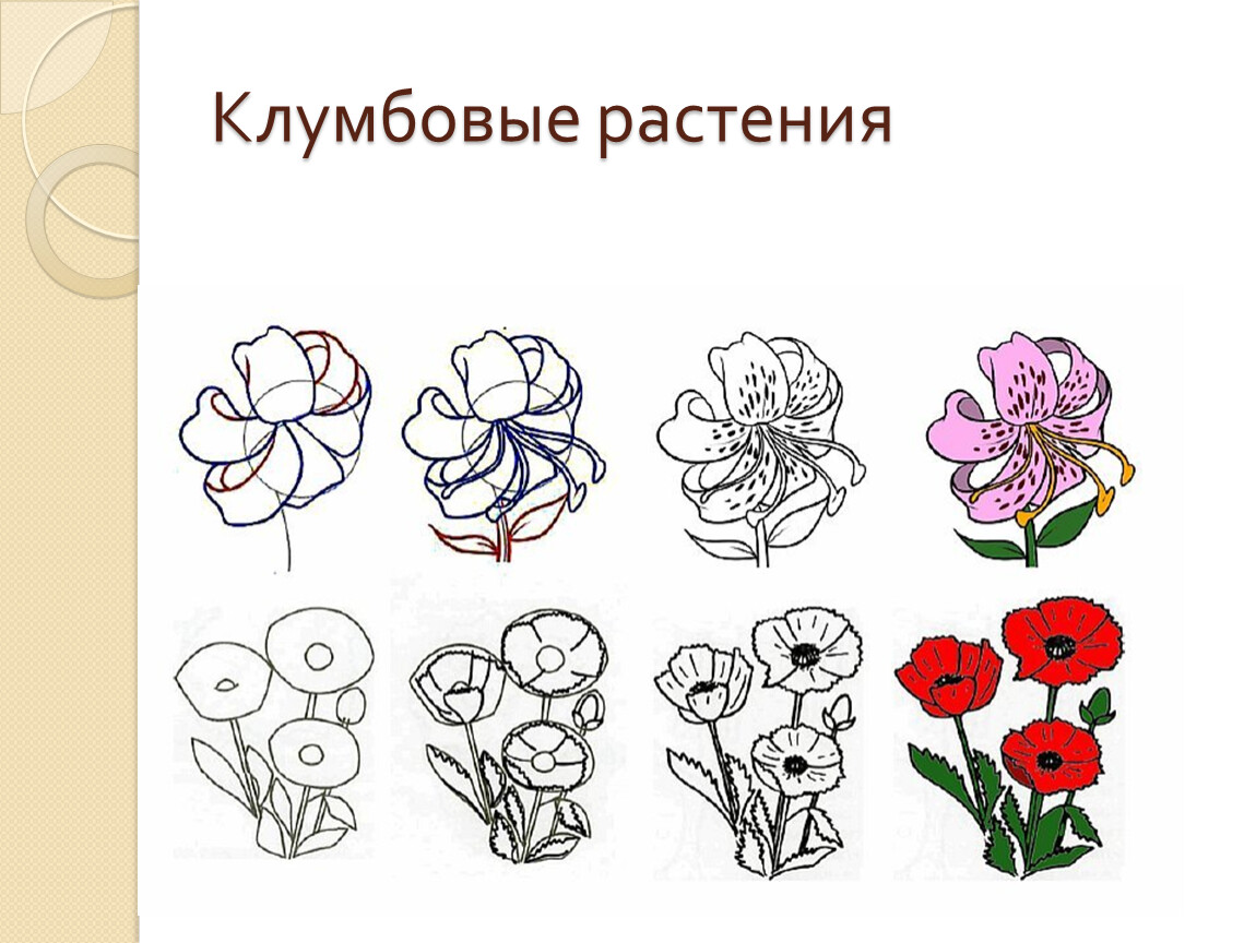 Рисование название. Нарисовать клумбовые цветы. Клумбовые цветы рисунки. Как нарисовать цветы с названием. Конкретный рисунок цветок.