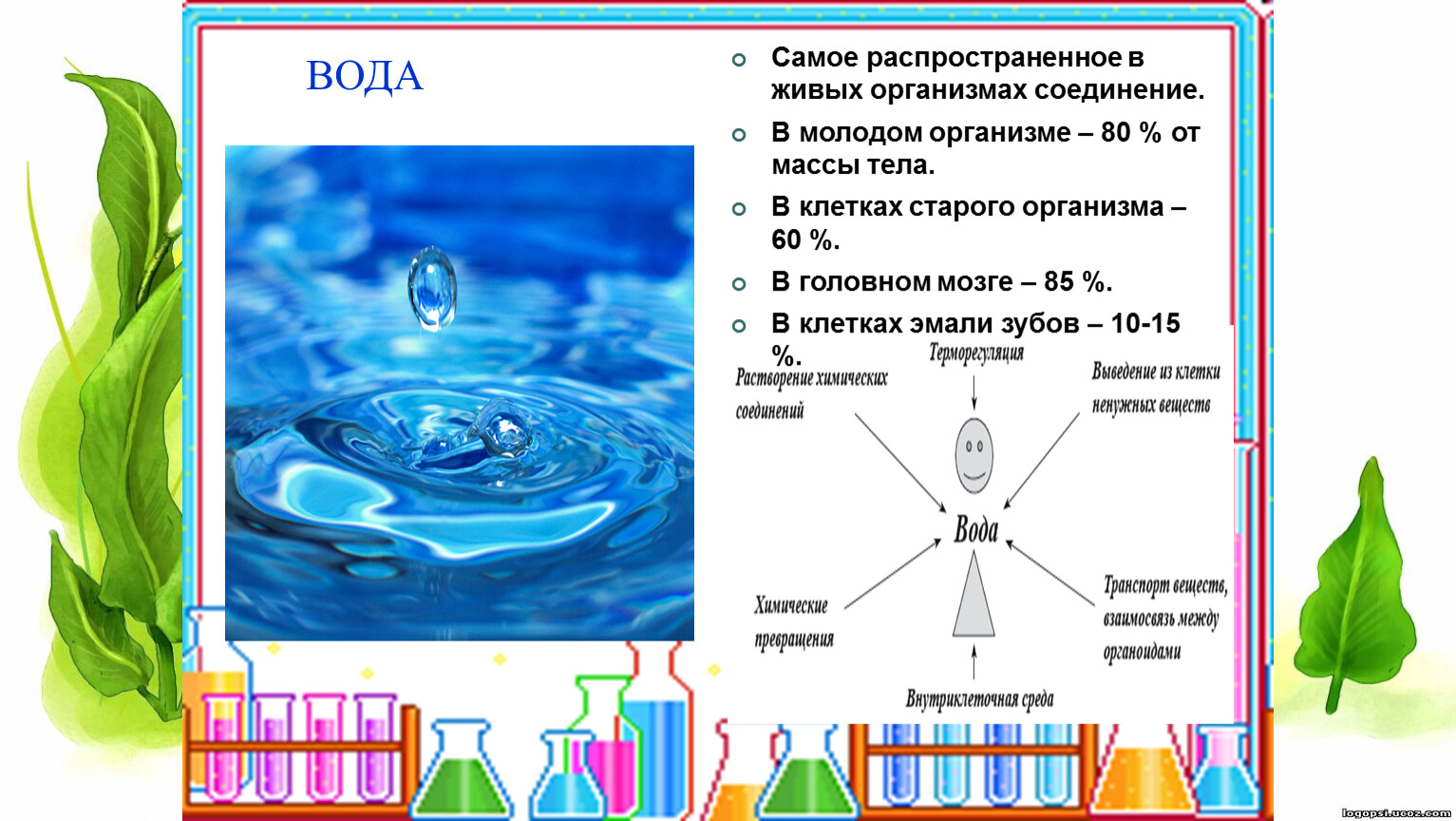 Количество функций воды. Вода в живых организмах. Состав воды биология. Химический состав клетки.
