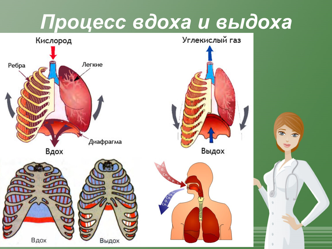 Что происходит у человека во время выдоха. Процесс вдоха и відіха. Процесс дыхания вдох и выдох. Механизм дыхания человека. Дыхательная система человека.