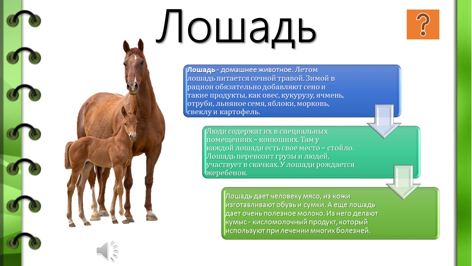 Лошадь