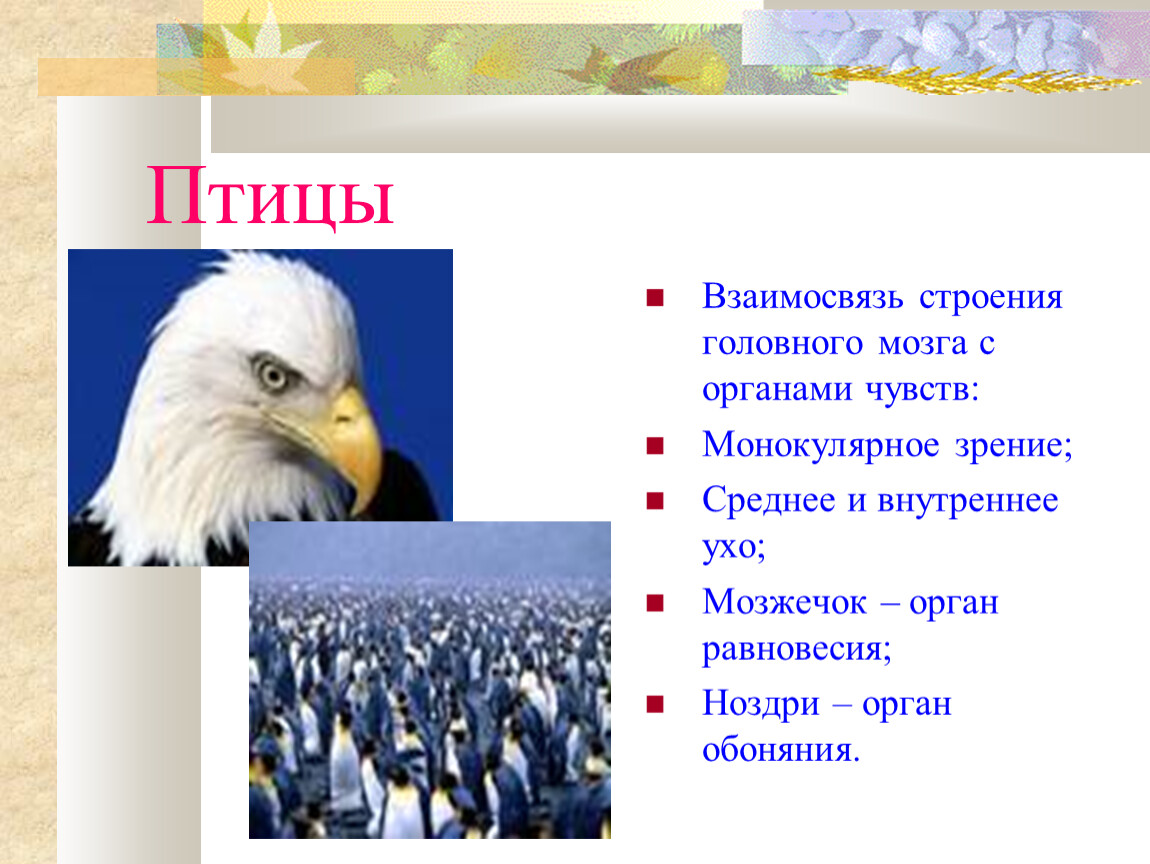 Обоняние птиц развито. Особенности органов чувств у птиц. Органы чувств птиц кратко. Органы осязания у птиц. Органц чувствптицы.