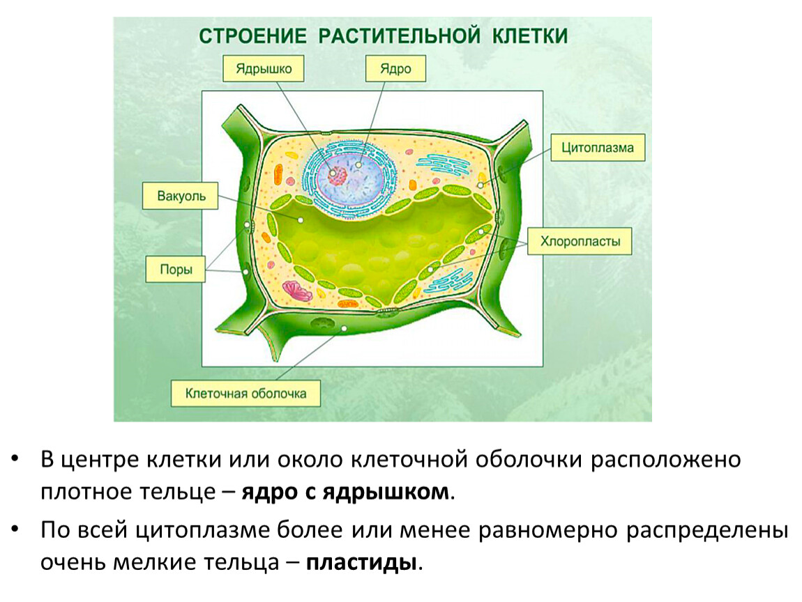 Плотное образование внутри клетки. Ядрышко строение растительной. Строение растительной клетки клетки. Строение ядрышка растительной клетки. Снаружи клетка покрыта.