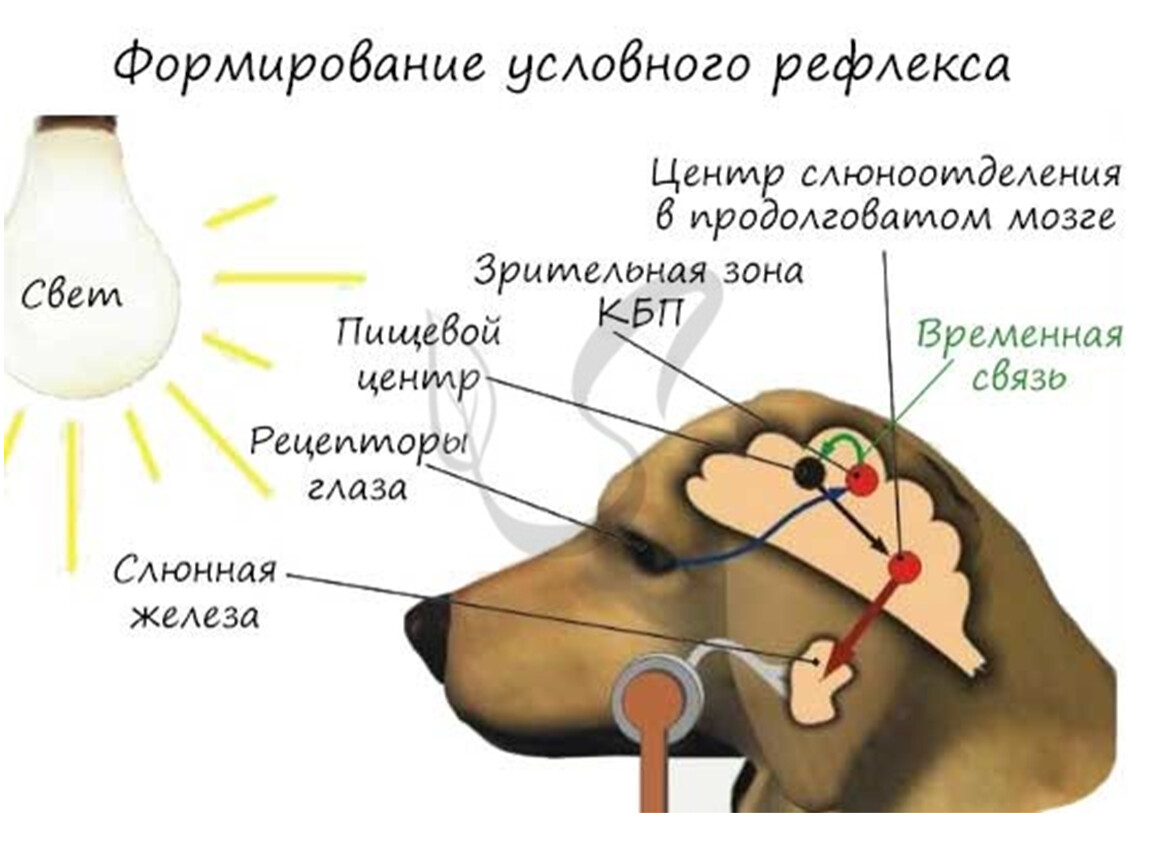 За условный рефлекс отвечает. Собака Павлова безусловный рефлекс. Схема условного рефлекса слюноотделения у собаки. Схема формирования условного рефлекса собаки Павлова. Выработка условного слюноотделительного рефлекса у собаки.