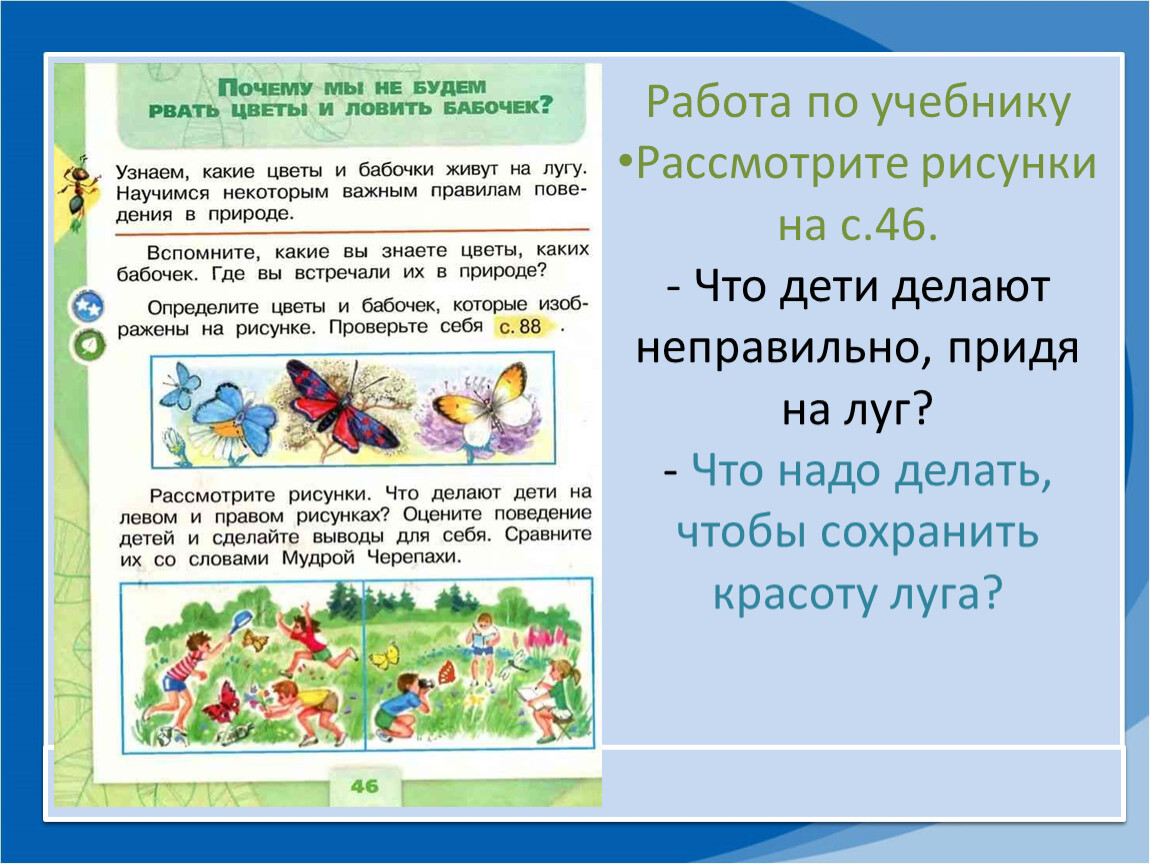 Почему нельзя поймать. Что нельзя делать на лугу. Почему мы не будем рвать цветы и ловить бабочек правила поведения. Почему нельзя рвать цветы и ловить бабочек. Почему нельзя ловить бабочек.