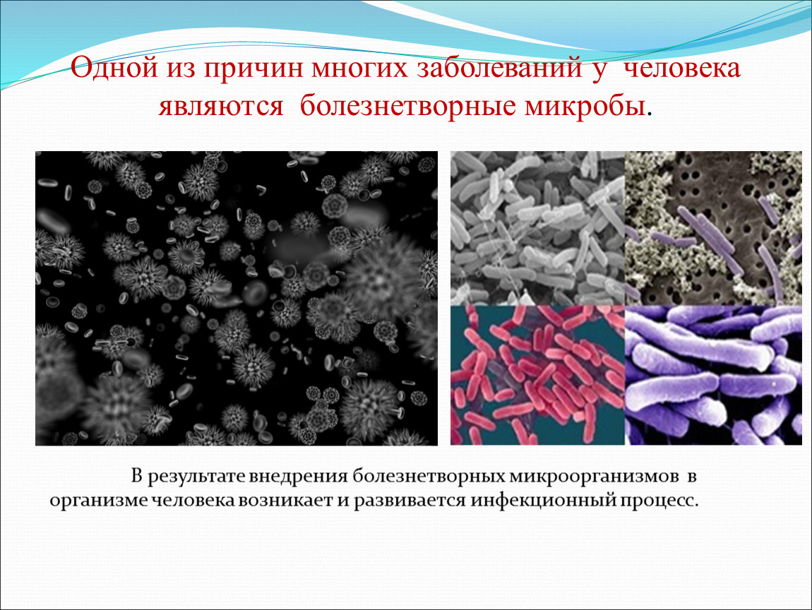 Бактерии примеры болезней. Болезнетворные бактерии. Болезнетворные бактерии человека. Сообщение о болезнетворных бактериях. Роль болезнетворных бактерий.