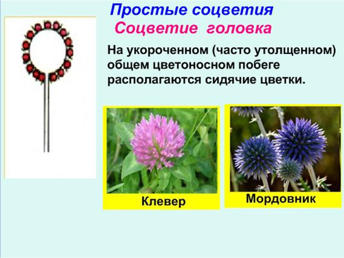 Соцветие корзинка. Соцветия 6 класс биология головка. Соцветие головка примеры. Простые соцветия головка. Растения с соцветием головка.