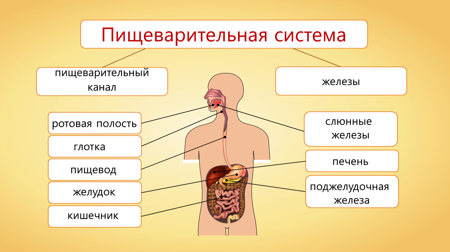 Система органов пищеварения биология 8 класс