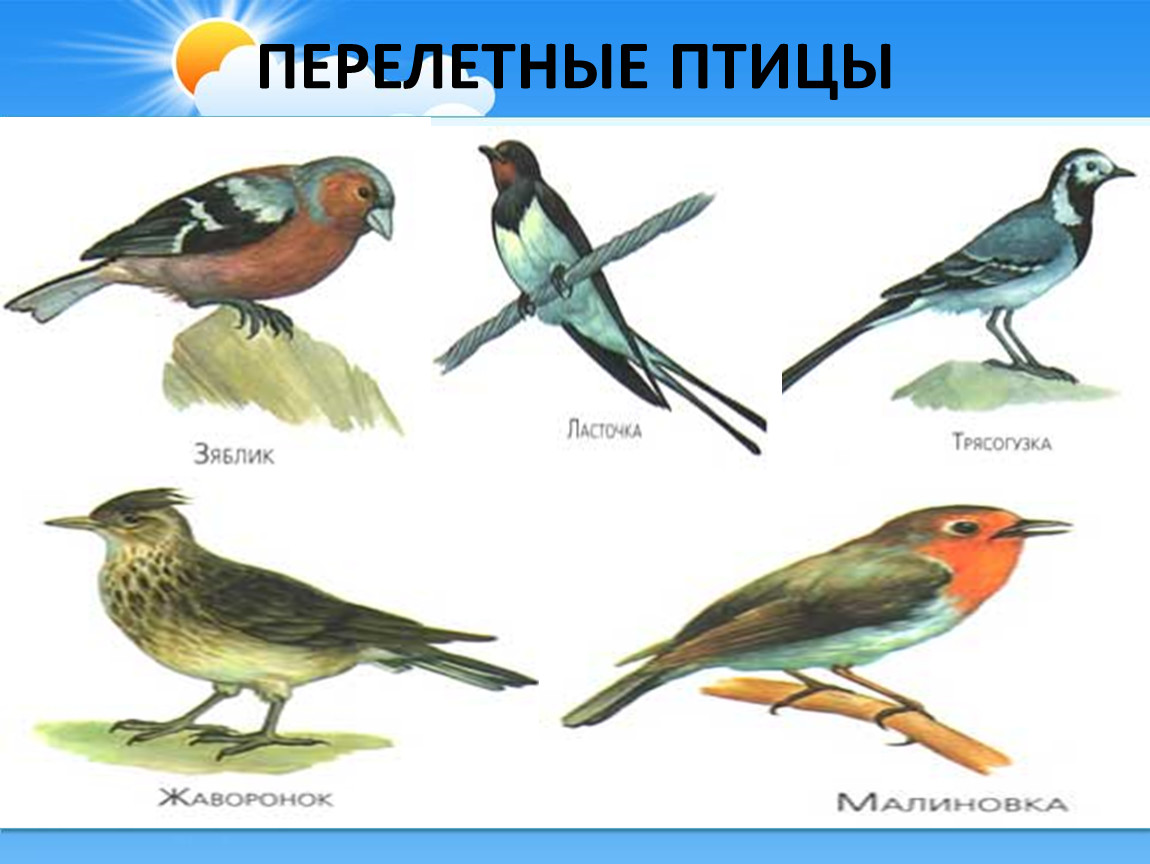 Птицы белоруссии фото с названиями зимующие