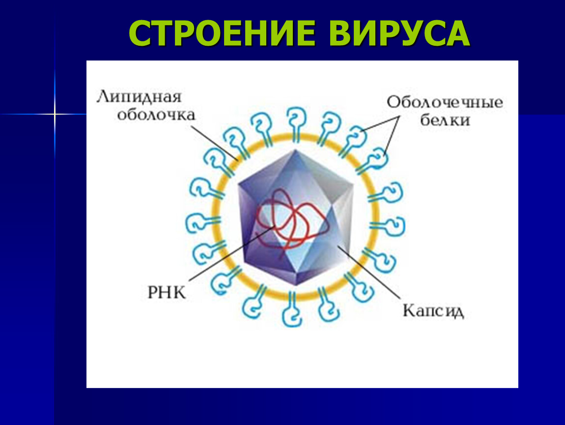 Белковый капсид. Вирус гепатита а строение вируса. Строение вируса гепатита в. Строение вируса гепатита c. Схема строения вируса гепатита d.