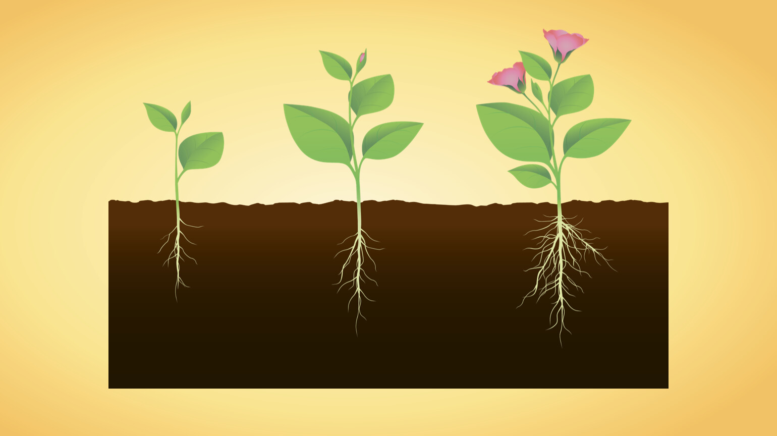 Условия роста растений 6 класс. Этапы роста растений. Рост растений. Рост цветка. Этапы развития растений.