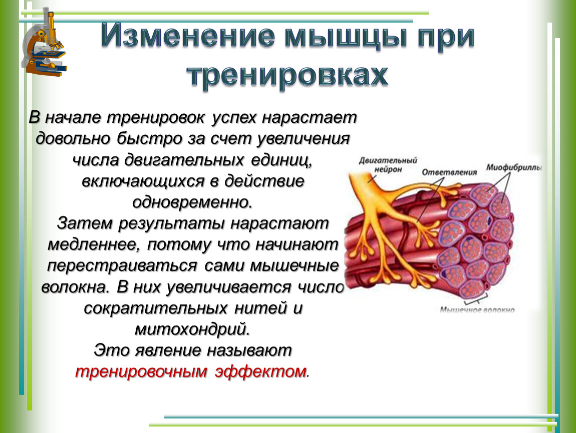 Изменение мышцы. Двигательная единица мышцы. Двигательная единица это физиология. Двигательные единицы мышц таблица. Двигательная единица скелетных мышц.