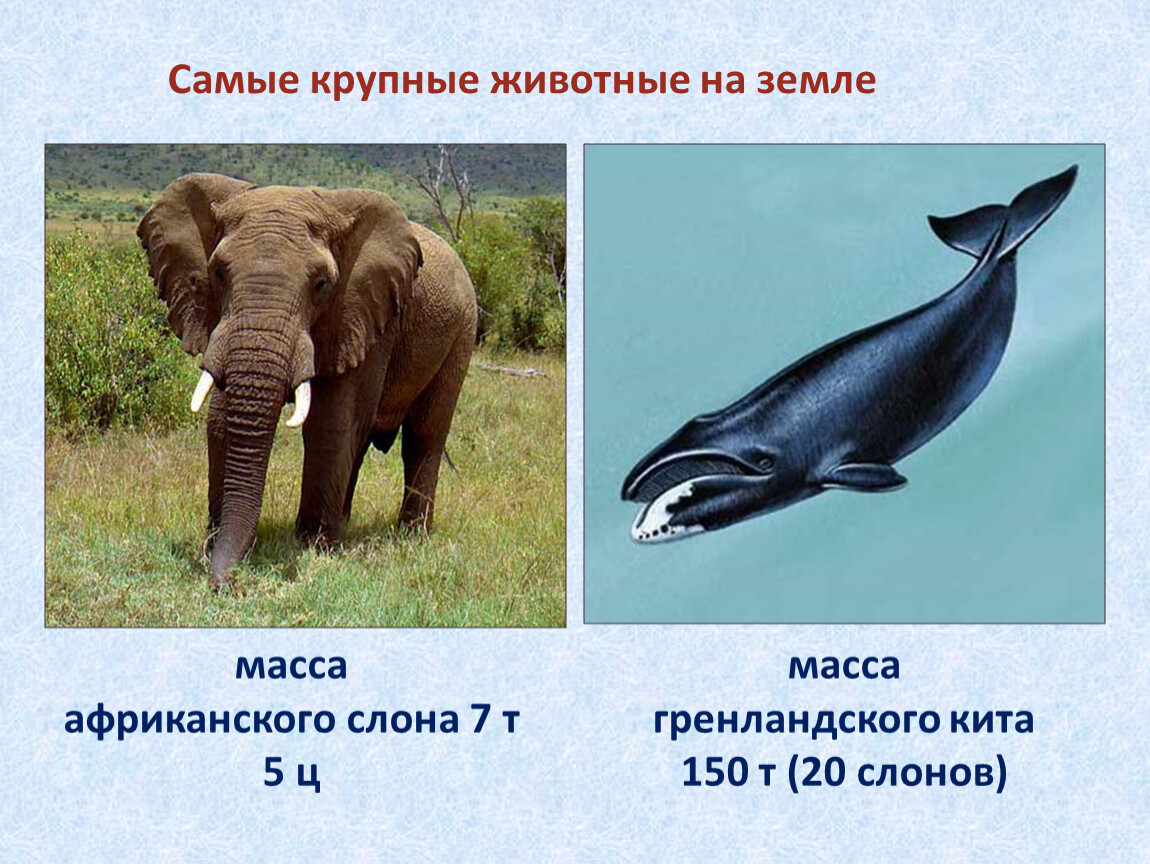 Слон сколько кг. Самые крупные животные на земле. Масса крупных животных. Масса слона. Сравнение массы животных.