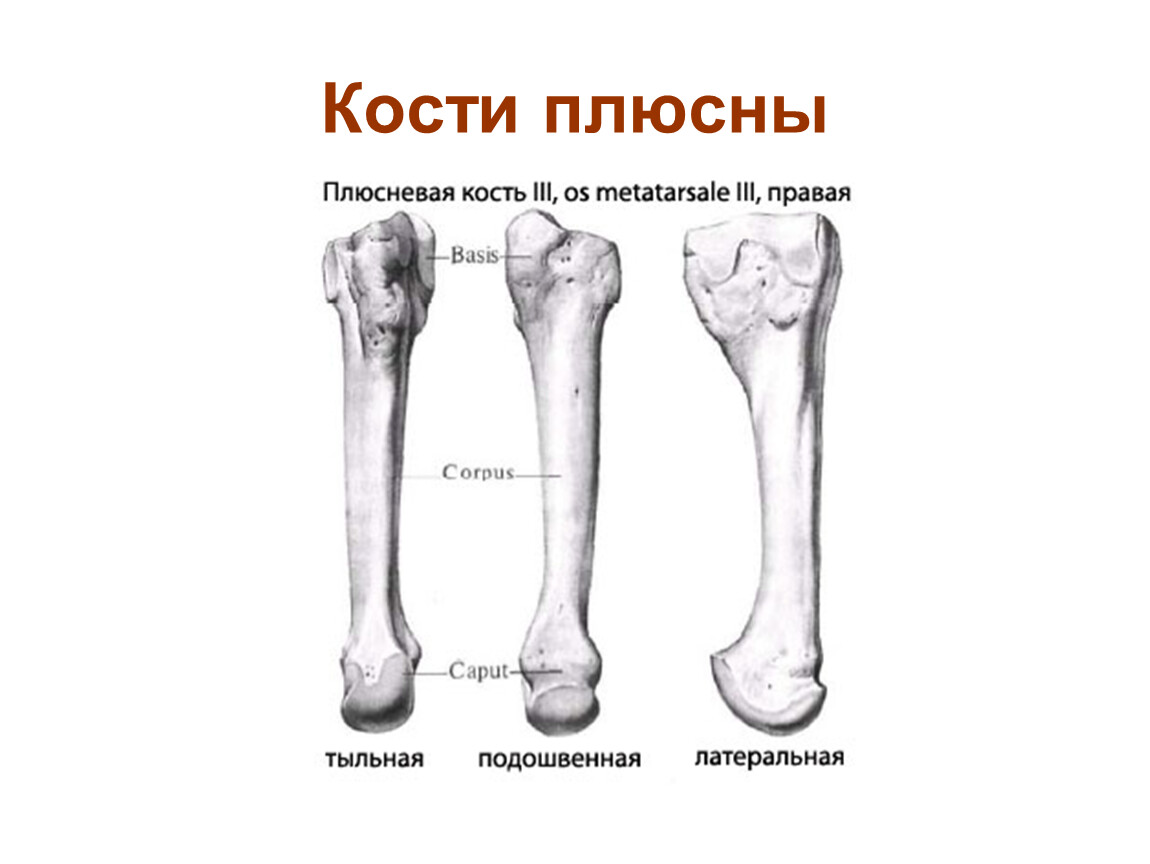 Плюсневая кость. Поюсневая кнсть анатосич. Строение плюсневой кости стопы. Плюсневая кость анатомия. Кости плюсны анатомия человека.