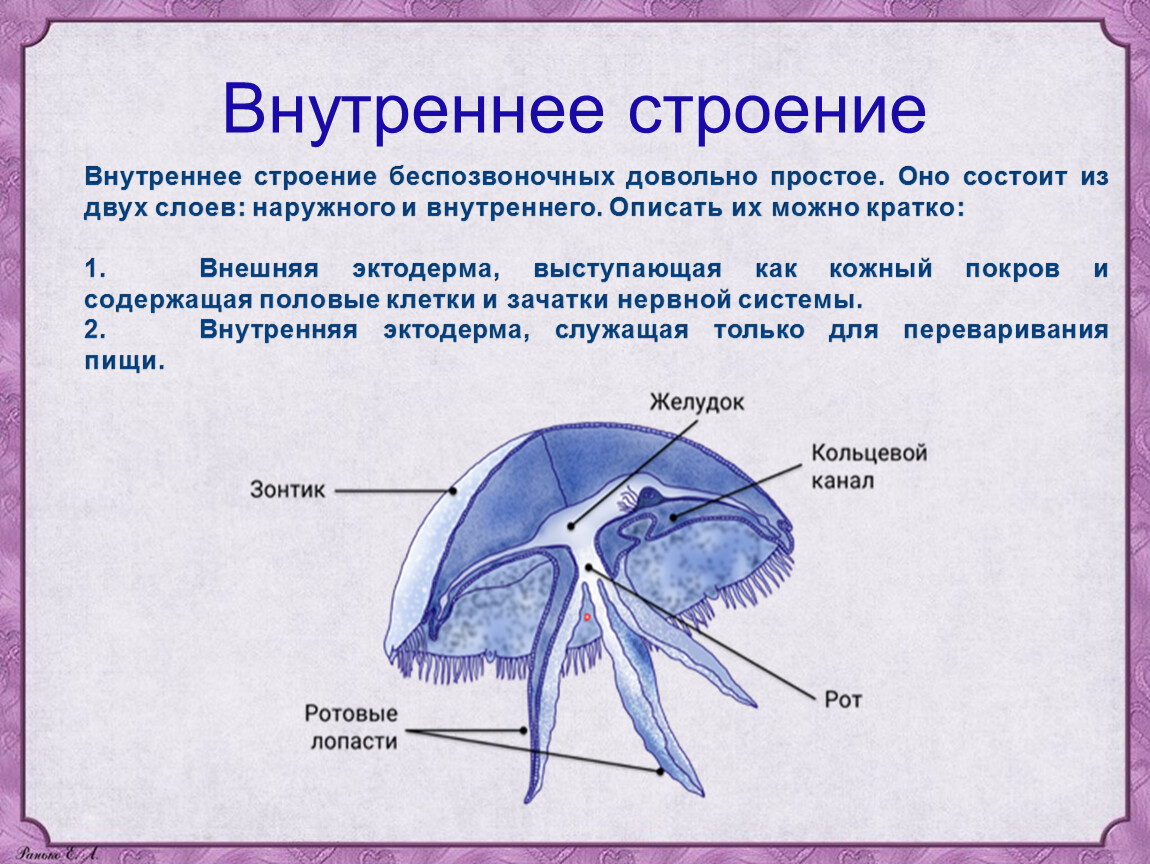 Строение сцифоидной медузы. Строение беспозвоночных. Строение беспозвоночных животных. План строения беспозвоночных.