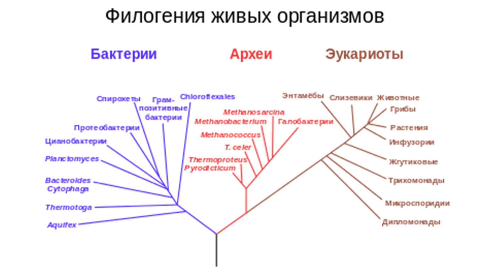 Домен таксон. Филогения моллюсков схема. Филогения млекопитающих схема. Филогенетическое дерево (эволюционное дерево). Домен (биология).