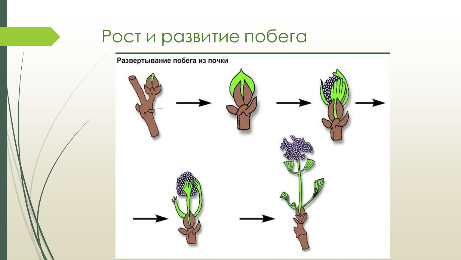 Развитие побега из почки