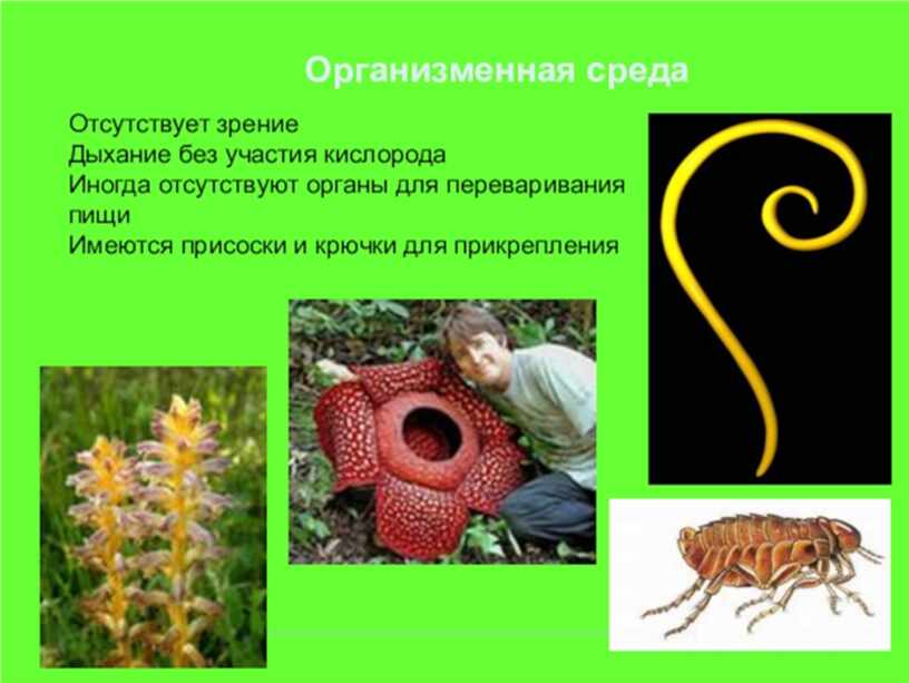 Особенности приспособленности организмов к организменной среде обитания