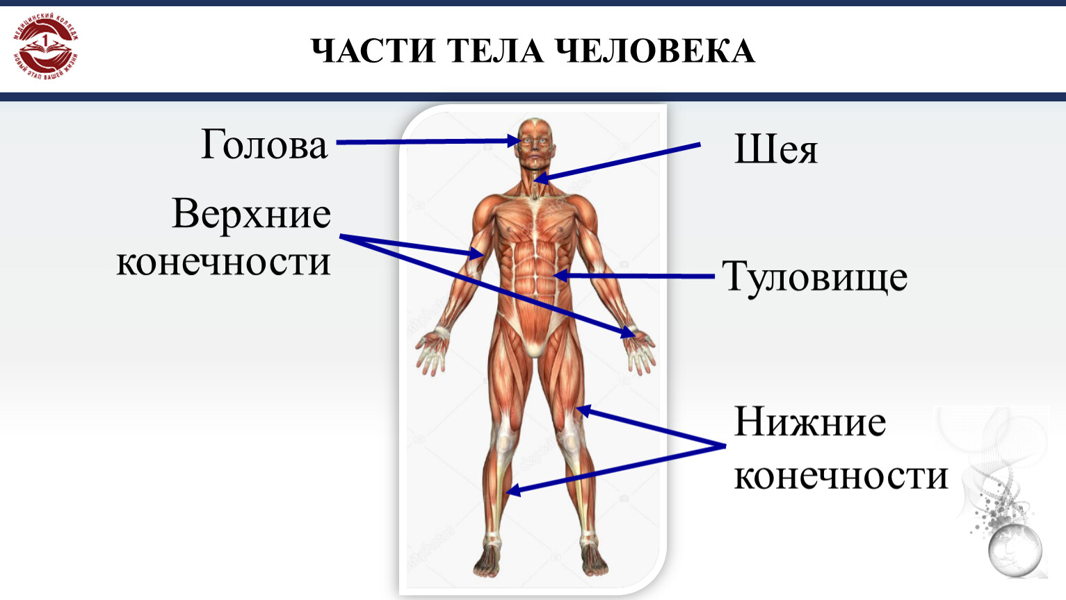 Научное название человека. Части тела человека. Части тела человека названия. Название человеческих частей тела. Анатомия человека части тела названия.