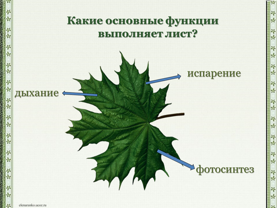 Урок биологии внешнее и внутреннее строение листа. Строение листа. Внешнее строение листа. Внешнее строение листьев. Внешнее строение листа функции.