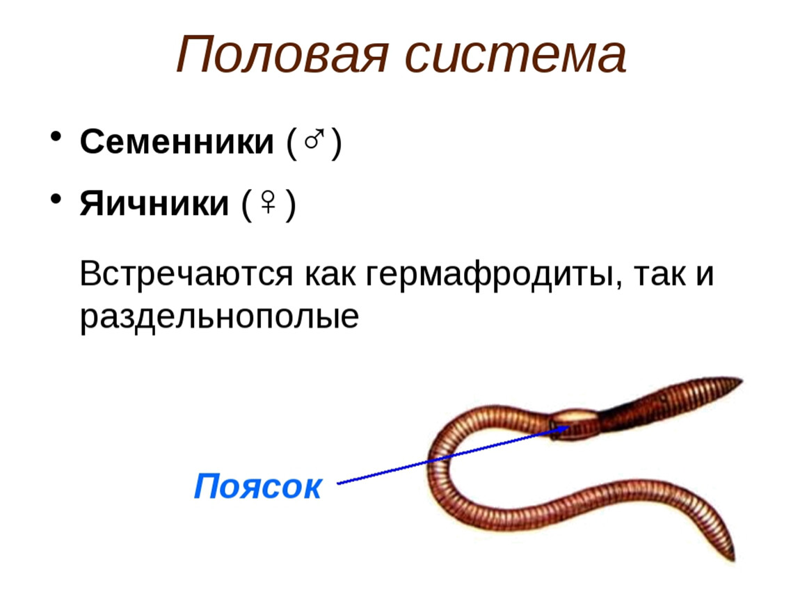 Виды червей. Типы червей. Семенники кольчатых червей. Мужская половая клетка круглых червей.