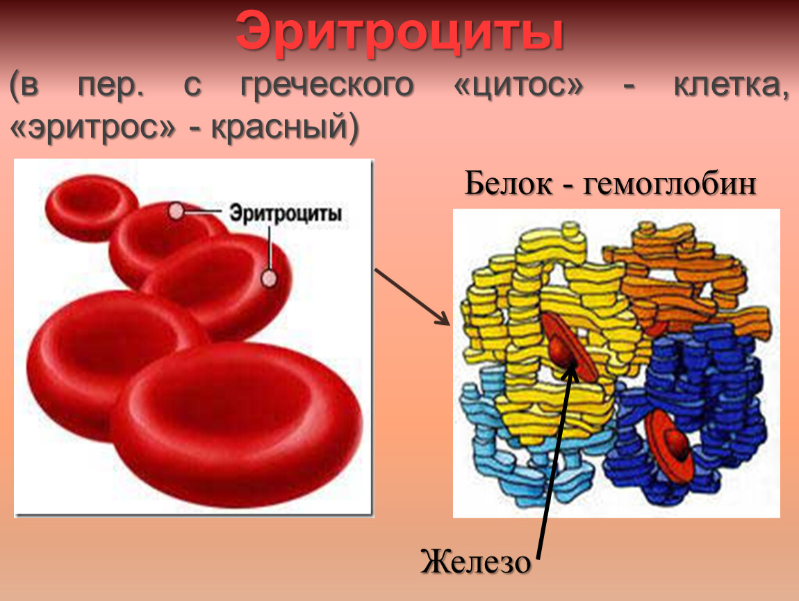 Белок красное