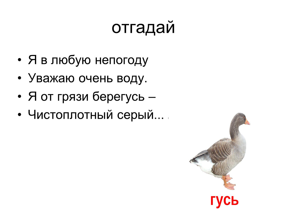 Надо отгадать. Серый Гусь загадки. Загадка про гуся. Отгадай меня. Как устроена загадка.