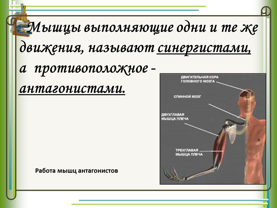 Мышцы противоположного. Синергисты это анатомия. Мышцы агонисты и антагонисты таблица. Агонист антагонист синергист. Мышцы антагонисты и синергисты таблица.