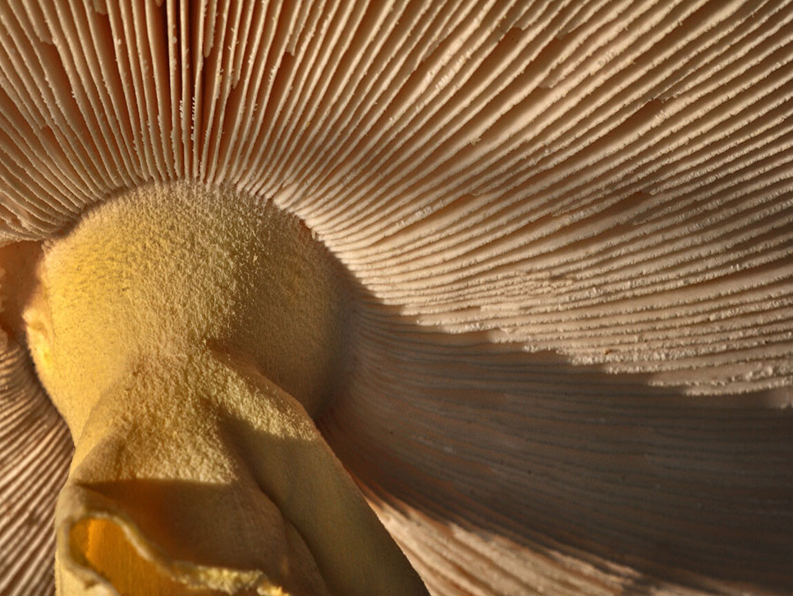 Гриб снизу. Гриб вид снизу. Пластинчатый гриб под микроскопом. Шляпка гриба снизу. Нижняя поверхность шляпки гриба.