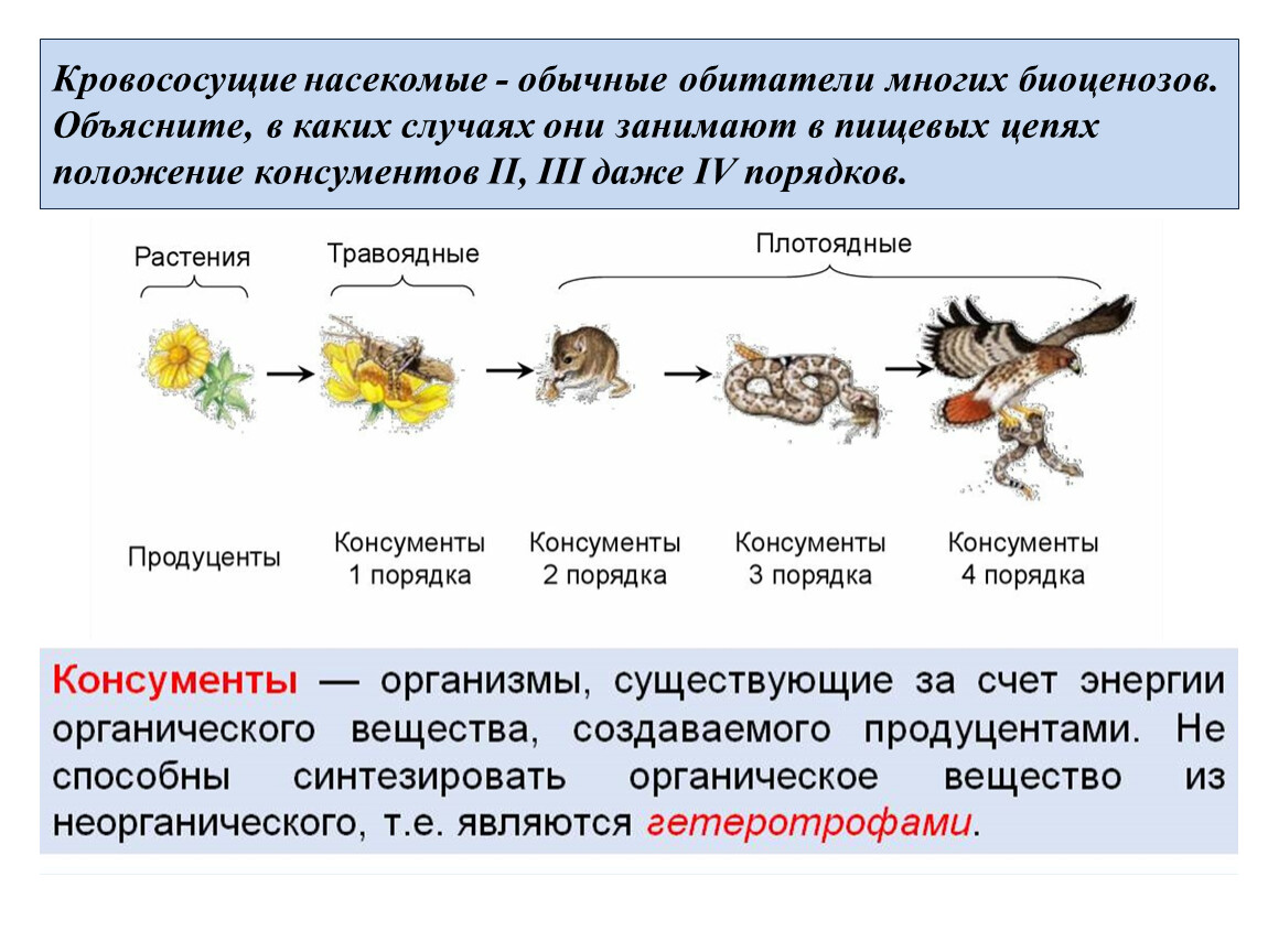 Орел консумент какого. Кровососущие насекомые обычные обитатели многих биоценозов. Насекомые консументы.
